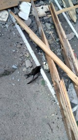 Verletzter Mauersegler inmitten von Trümmern. Kiew. Bild: SPB 'SAVE THE SWIFT'